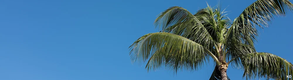 Blue+sky+and+Palm+Tree.jpg