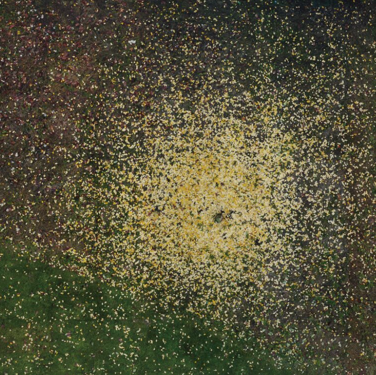 ANDREAS GEFELLER, leaves, 2007