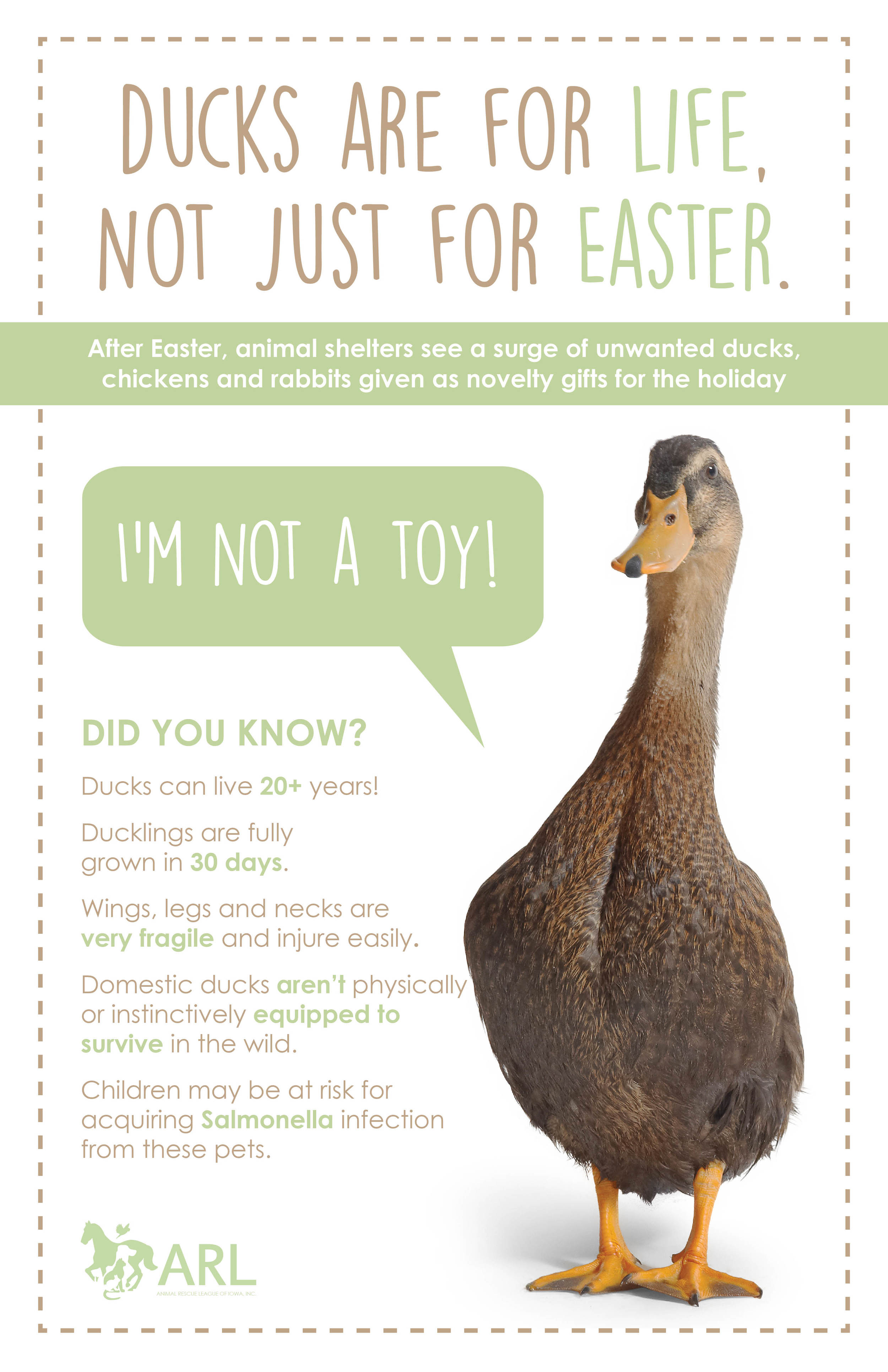 Ducks Are For Life, Not Just For Easter