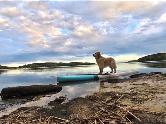 Tommy for President. Where the world is at peace, and the ocean is the clock we live by. - note- this is my world. Lol .  #naturesmedicine #naturestempo  #oceanlife #tommysworld #willasworld #inspirationiscontagous #breathe #betrue #gotothewild #know