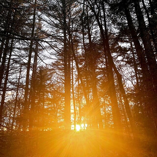 Sunset in the woods - illuminating the magic - that&rsquo;s simple, profound and always present. #natureisamazing #light #sunset #inspiration #yourhealthisyourwealth #warriorwoman #creativity #design #willawirthsilverdesign #oneofakind