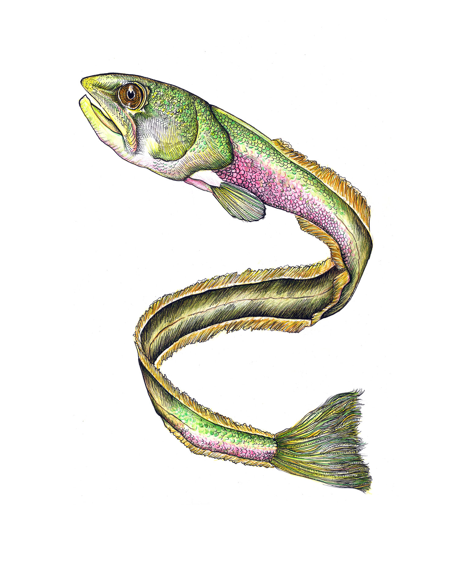 Print Eel.jpg
