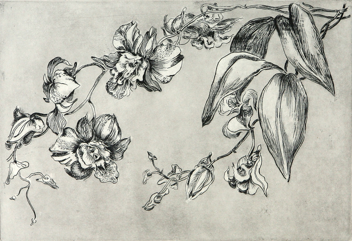 Orchids_etching.jpg
