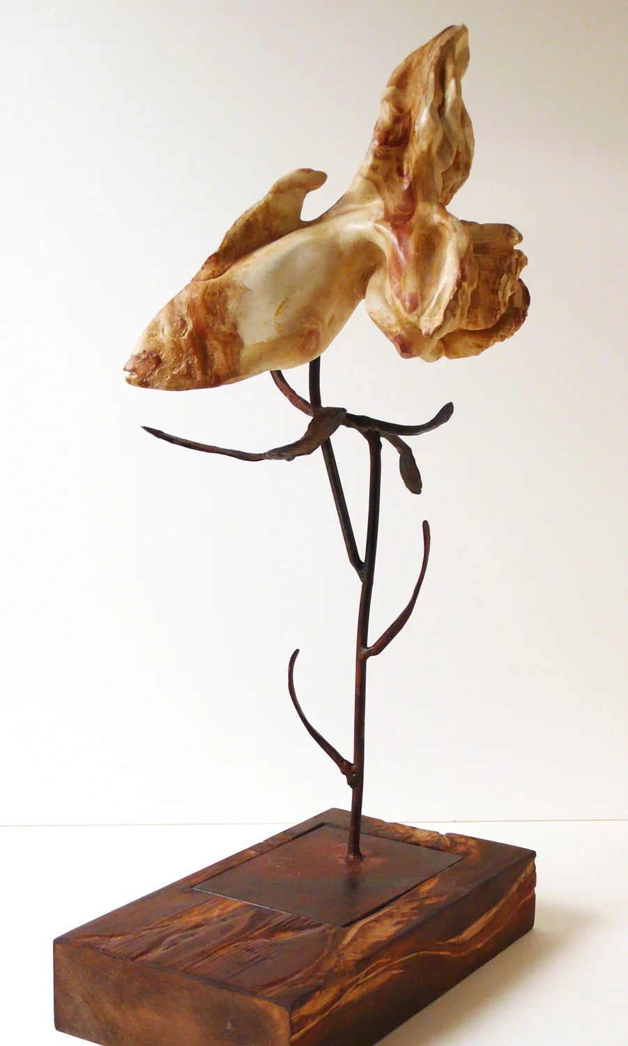 Gold-fish_1.jpg