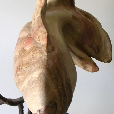 GoldFish_closeUp.jpg