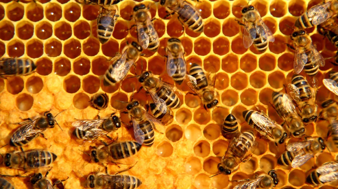 Honeycomb Structure A honeycomb is a mass of hexagonal wax cells built by honey bees in their nests to contain larvae, and store honey and pollen. The axes of honeycomb cells are always quasi-horizontal, and the non-angled rows of honeycomb cells are always horizontally (not vertically) aligned. Thus, each cell has two vertical walls, with "floors" and "ceilings" composed of two angled walls. The hexagonal form creates large volume spaces with the least amount of materials
