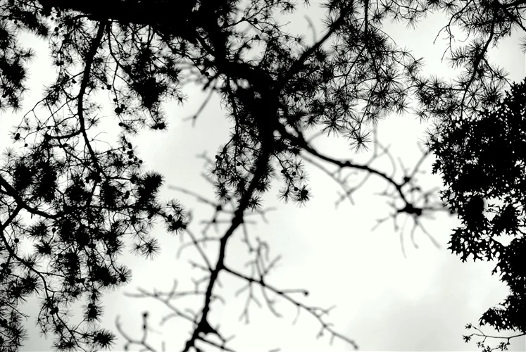 _DSC0041_500H.jpeg