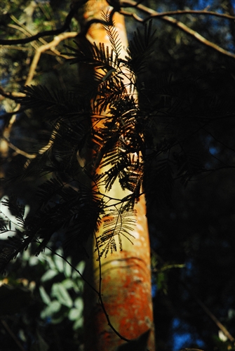 DSC_3471_500H.jpeg
