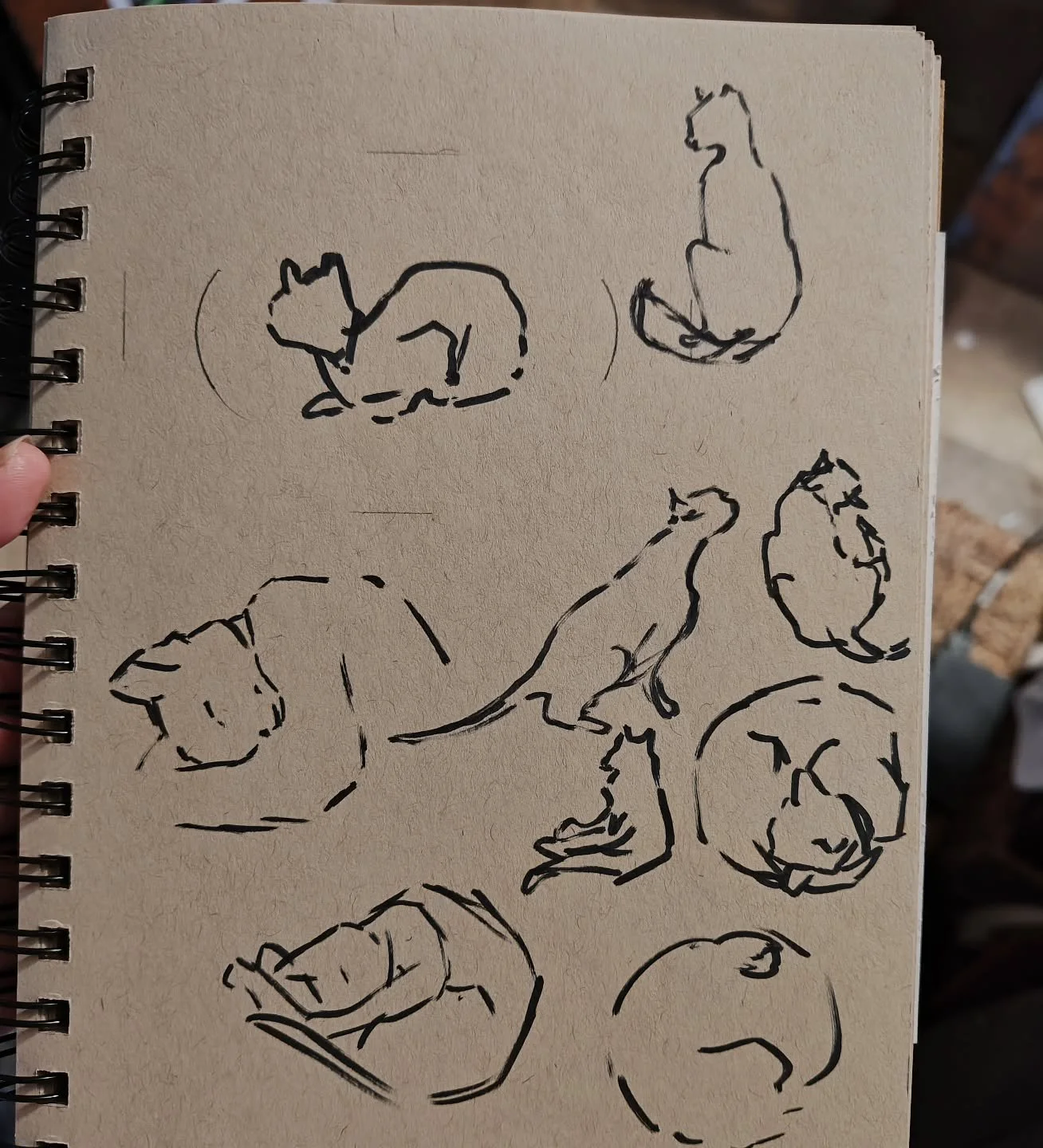 Day 14 #stradaeasel 
Another page of kitty cats