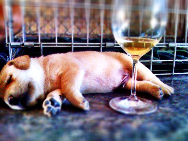 puppy and wine.JPG