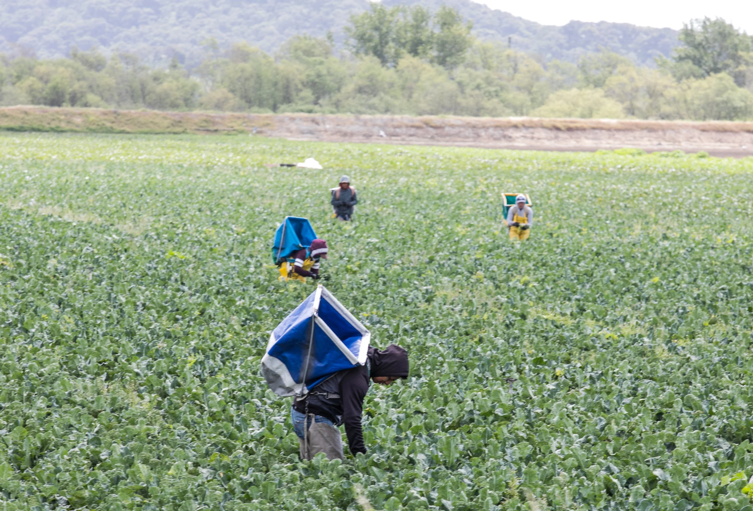 Field workers in Watsonville during the ball lettuce season.