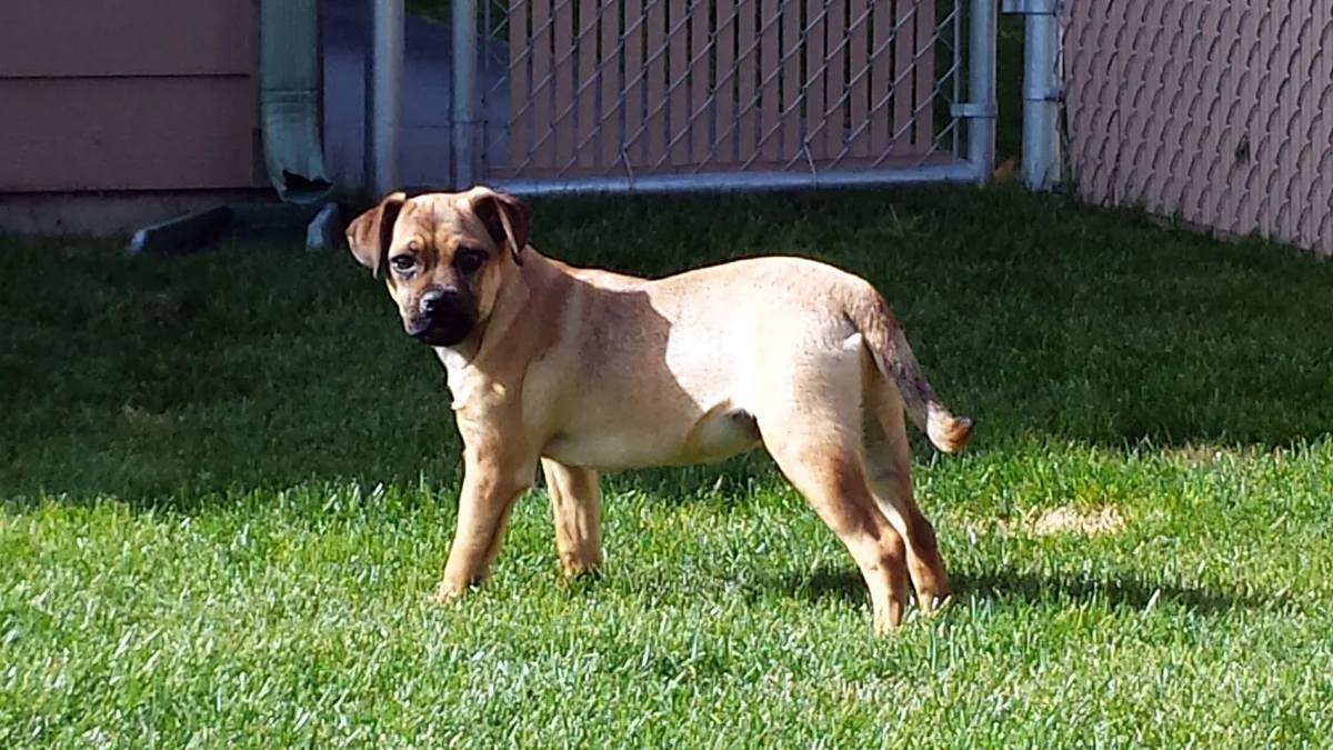 Fostering Dogs Pug Rescue Shelter Dexter — Heath's Haven Rescue