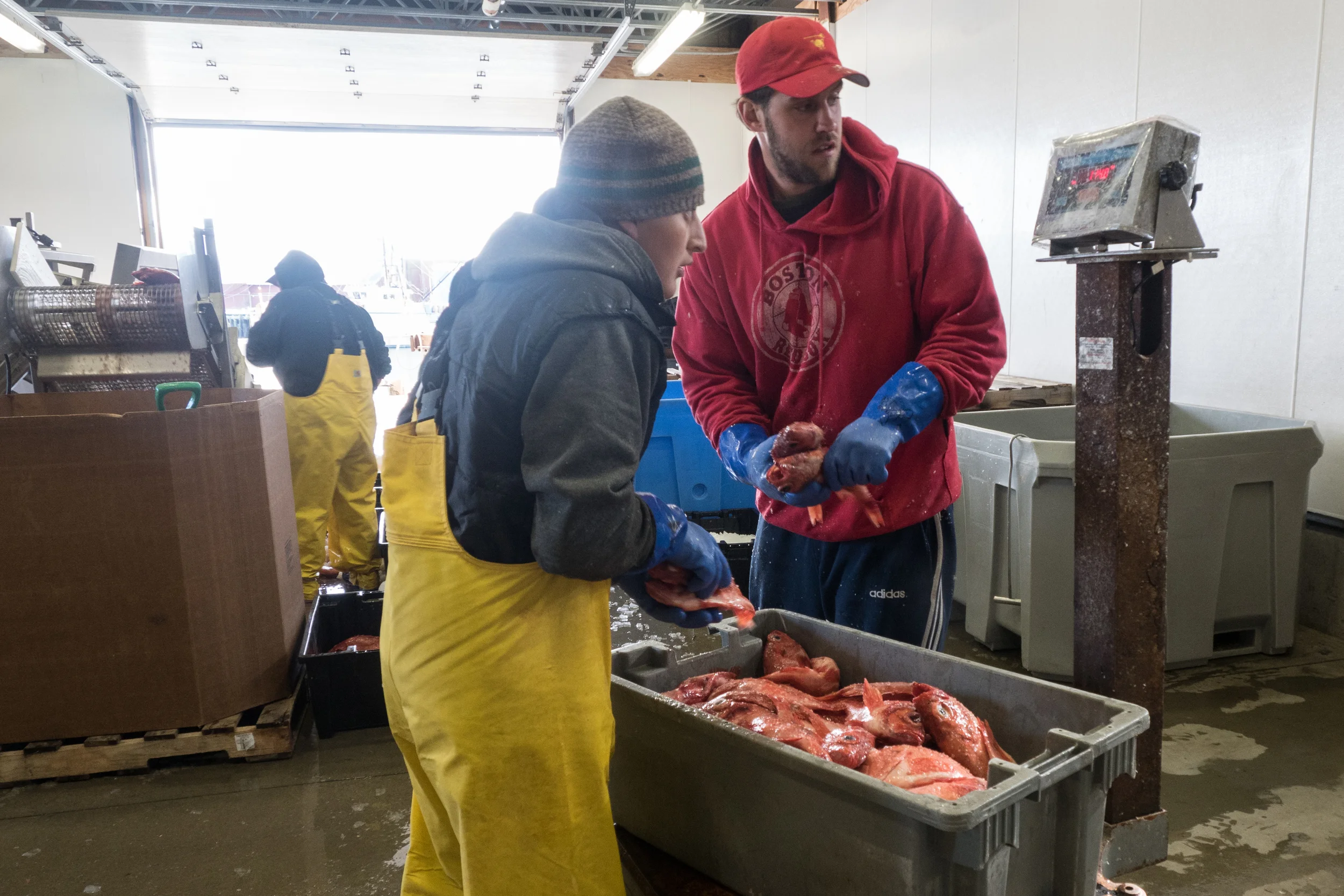   Two Wharf Employees weigh out a Red Fish catch package.  