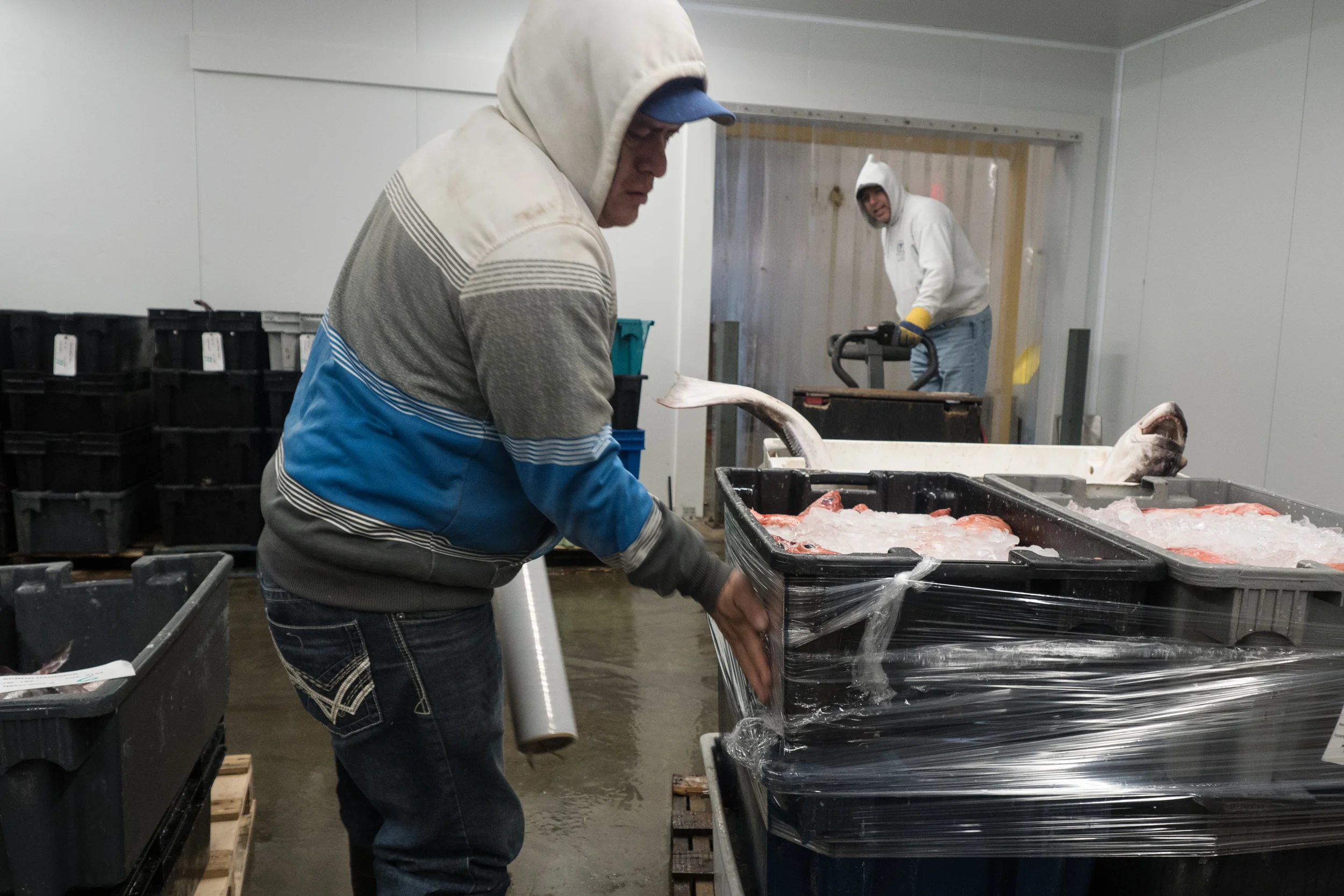   Cezar wraps the fish containers before they are taken to the trucks. Nick says he‘s had to work with less employees since the Wharf was built eight years ago, often hiring on a freelance basis.  