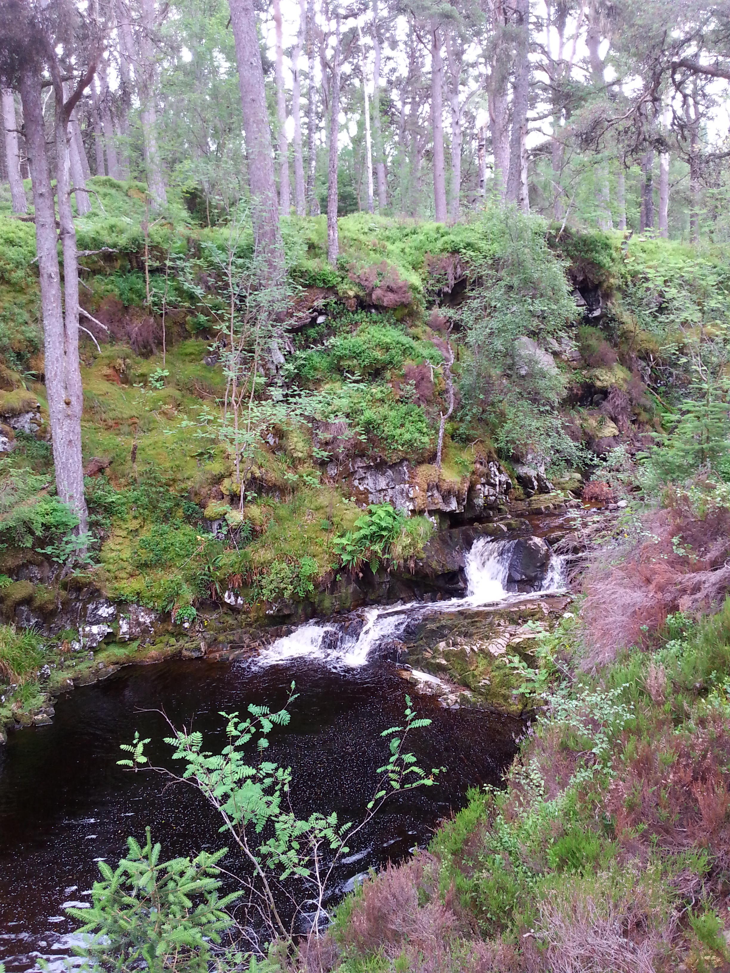 Rannoch Forest (2).jpg