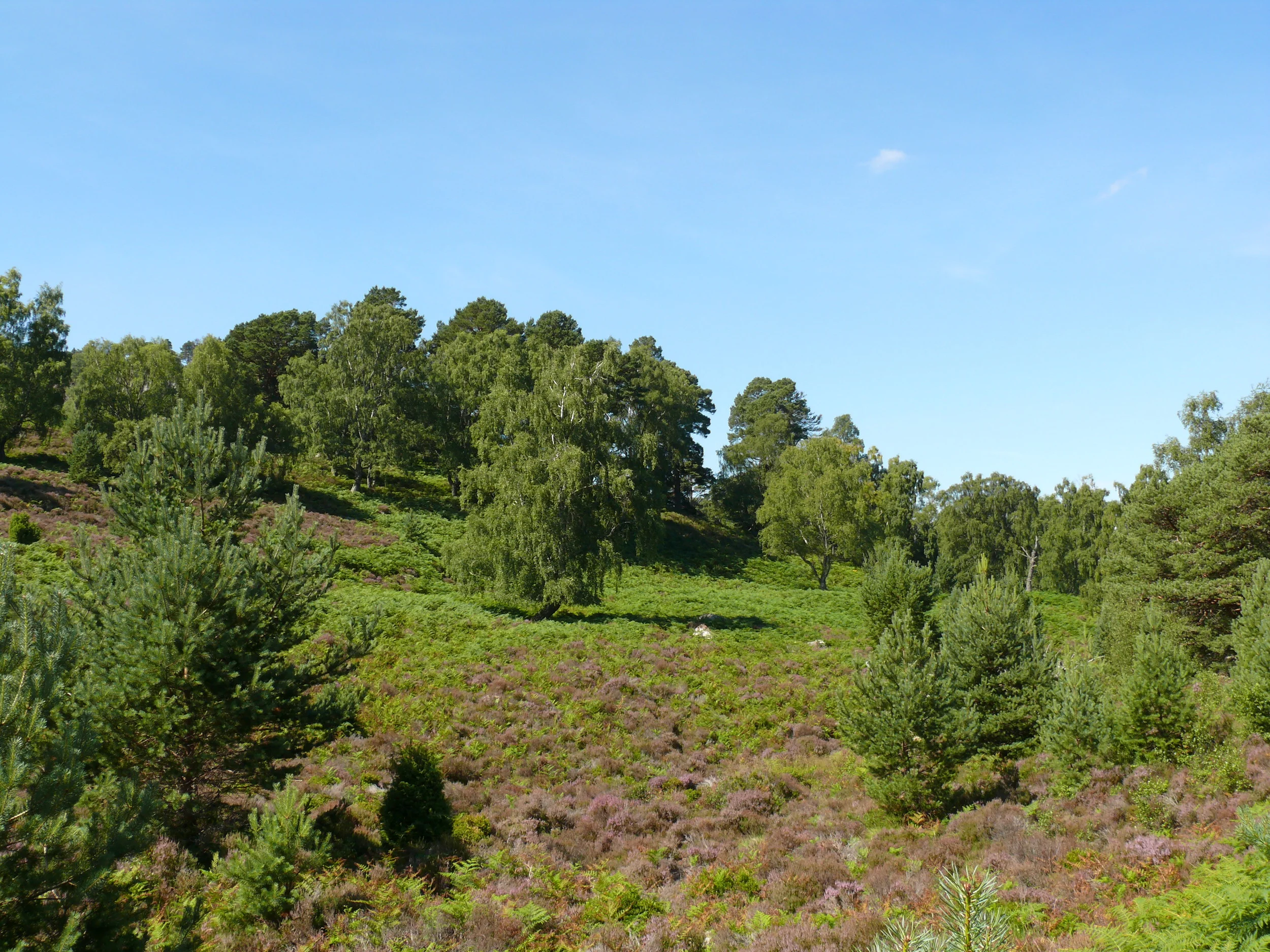 P1000454.JPG