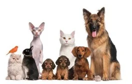 A super solution for blended families