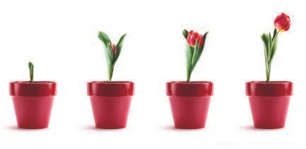Flkower pots.jpg