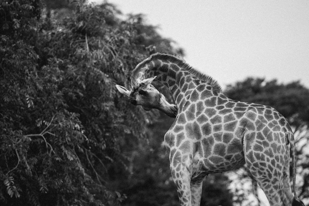 Safari Christmas Web-23.jpg
