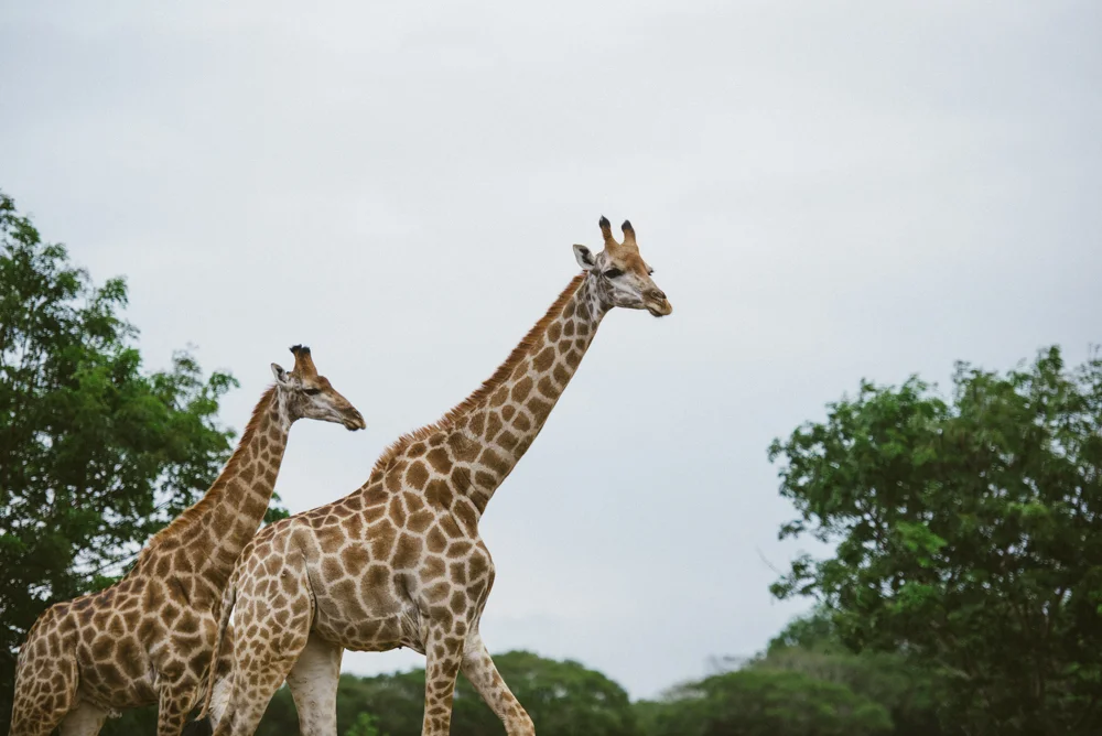 Safari Christmas Web-30.jpg