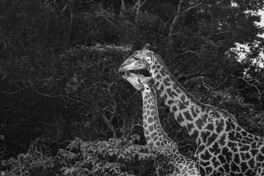 Safari Christmas Web-57.jpg