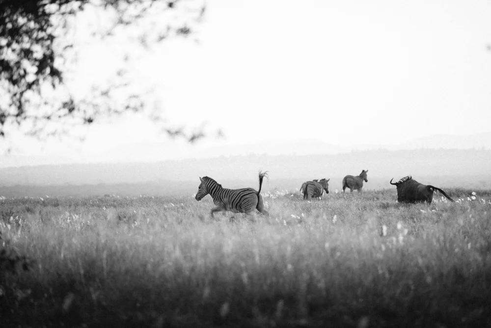 Safari Christmas Web-63.jpg