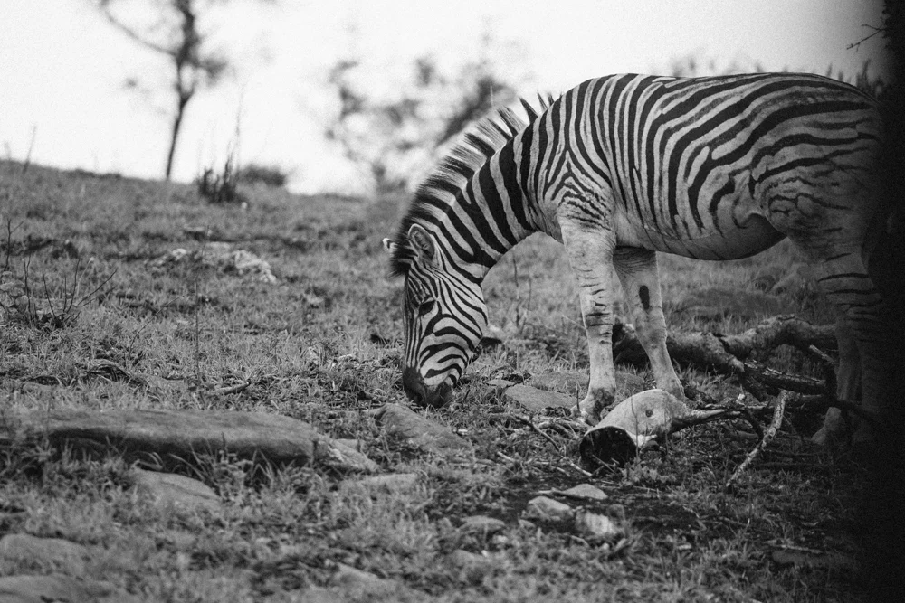 Safari Christmas Web-92.jpg