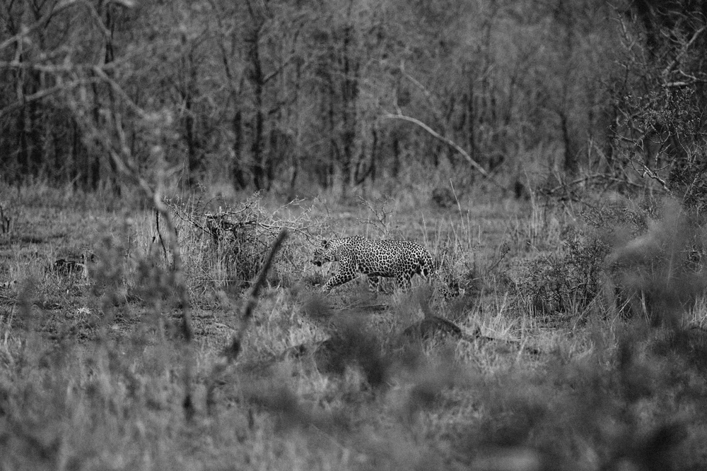 Safari Christmas Web-103.jpg