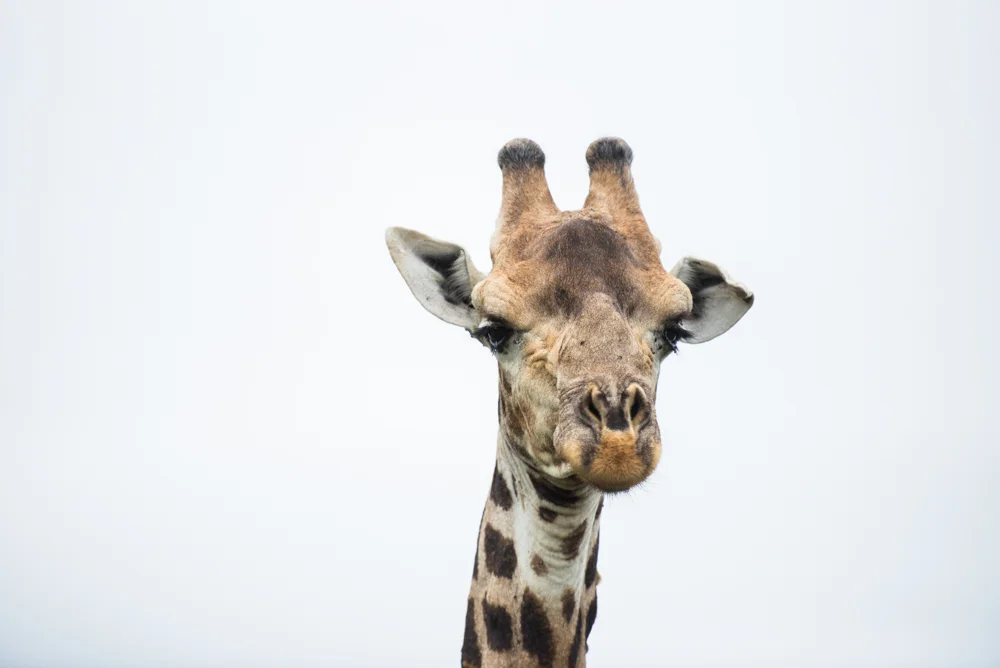 Safari Christmas Web-107.jpg