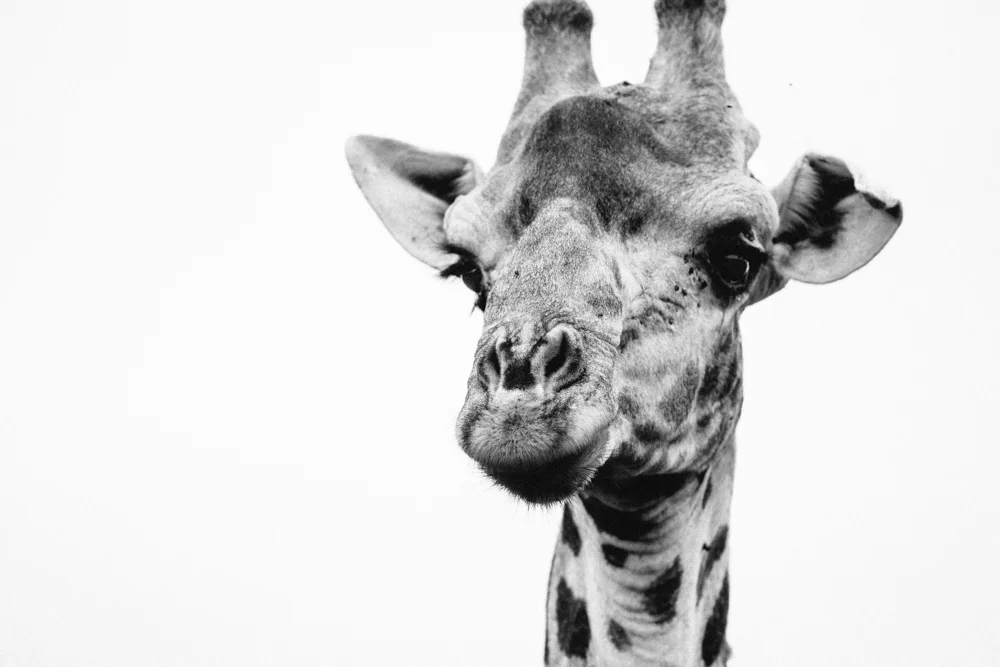 Safari Christmas Web-109.jpg