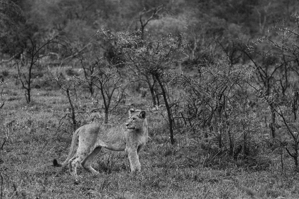 Safari Christmas Web-117.jpg