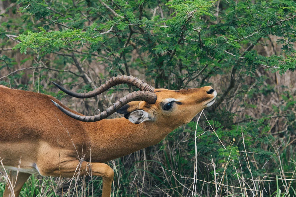 Safari Christmas Web-123.jpg