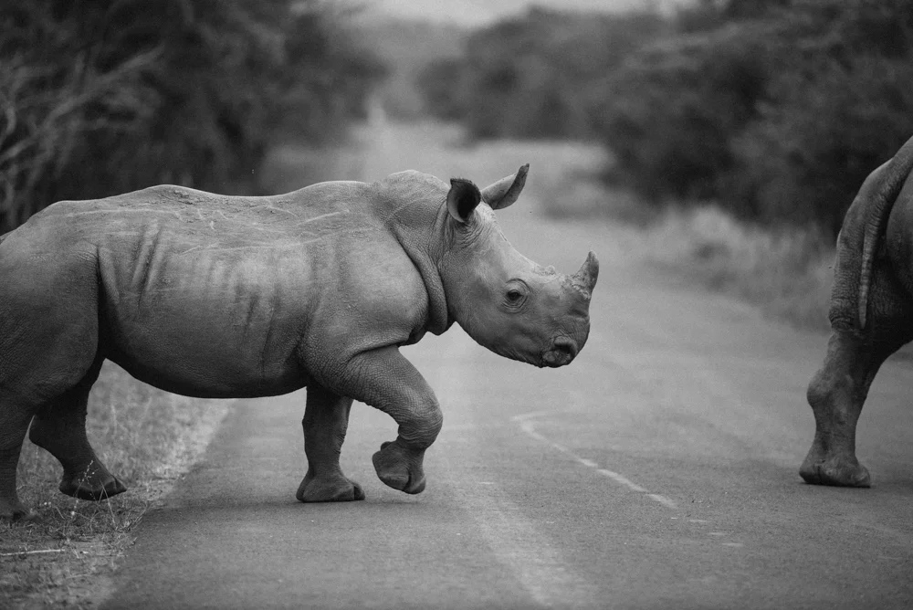 Safari Christmas Web-149.jpg