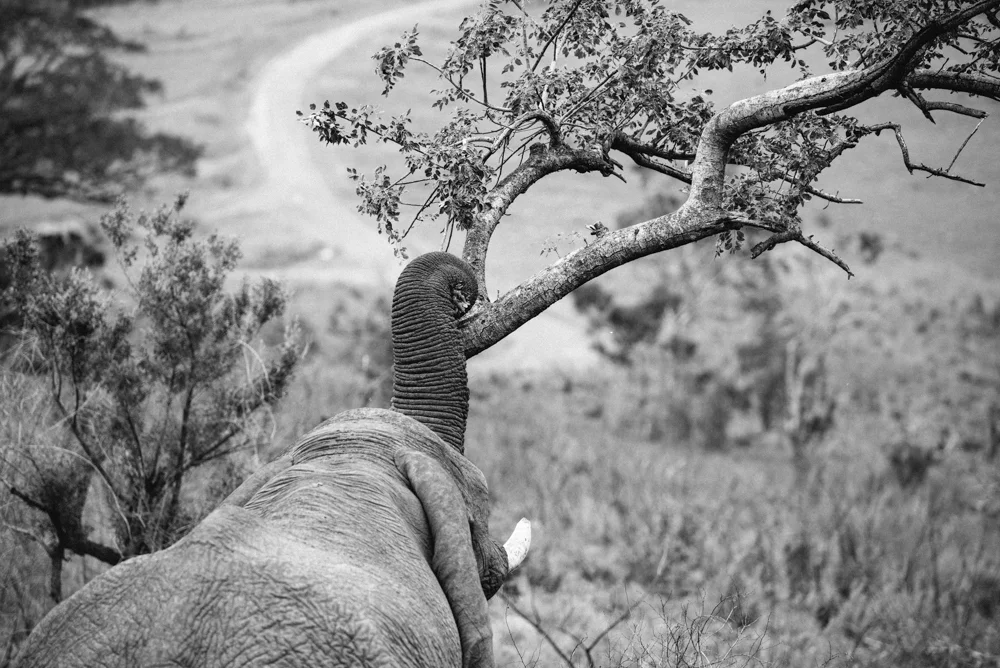 Safari Christmas Web-168.jpg