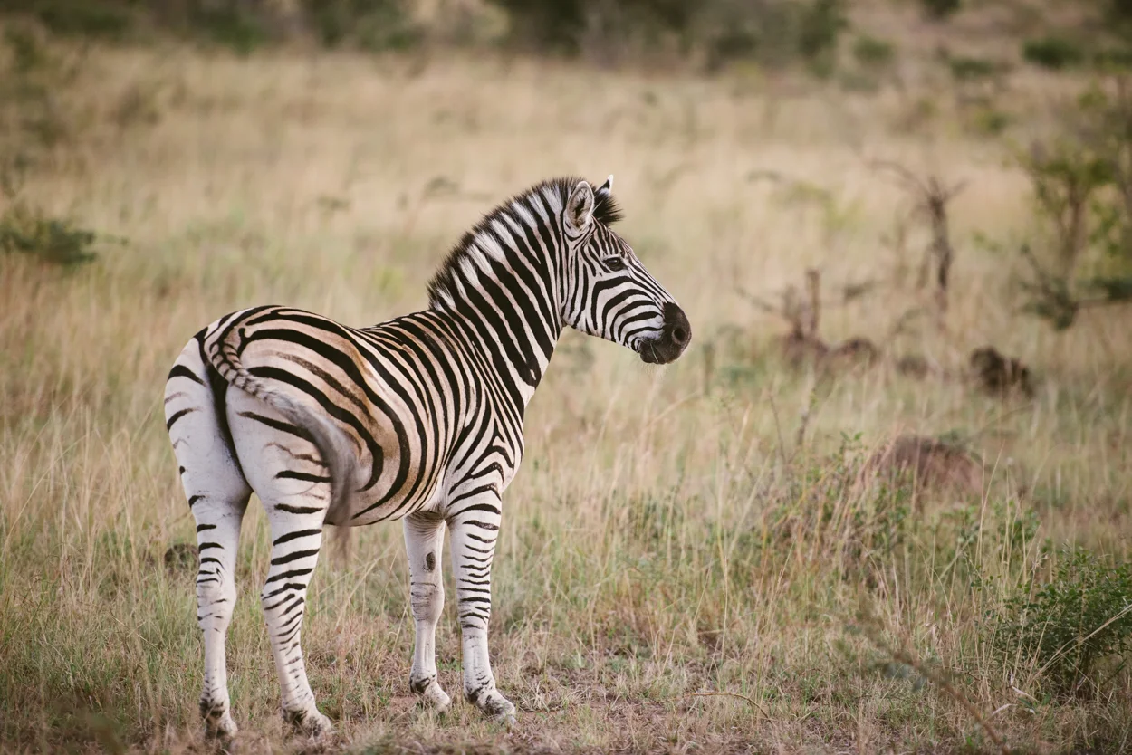 Road Trip & Safari Web-175.jpg