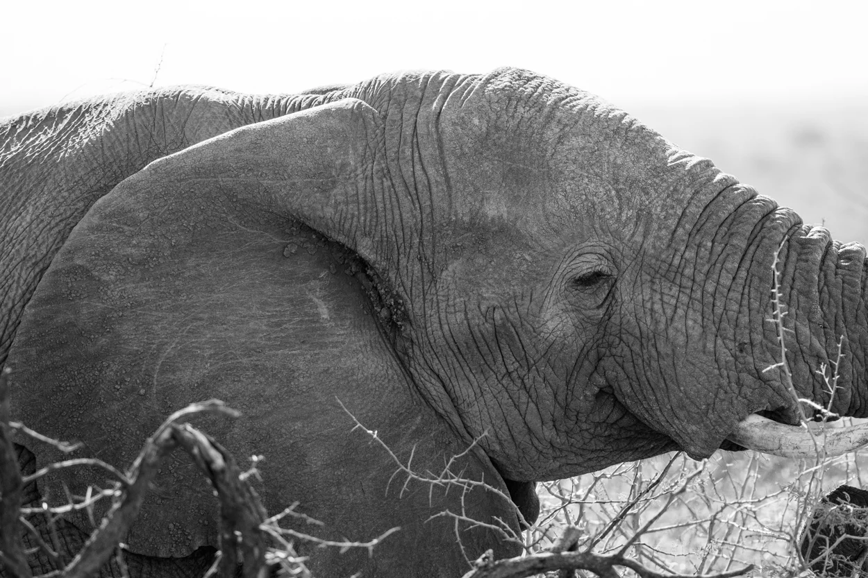 Road Trip & Safari Web-197.jpg