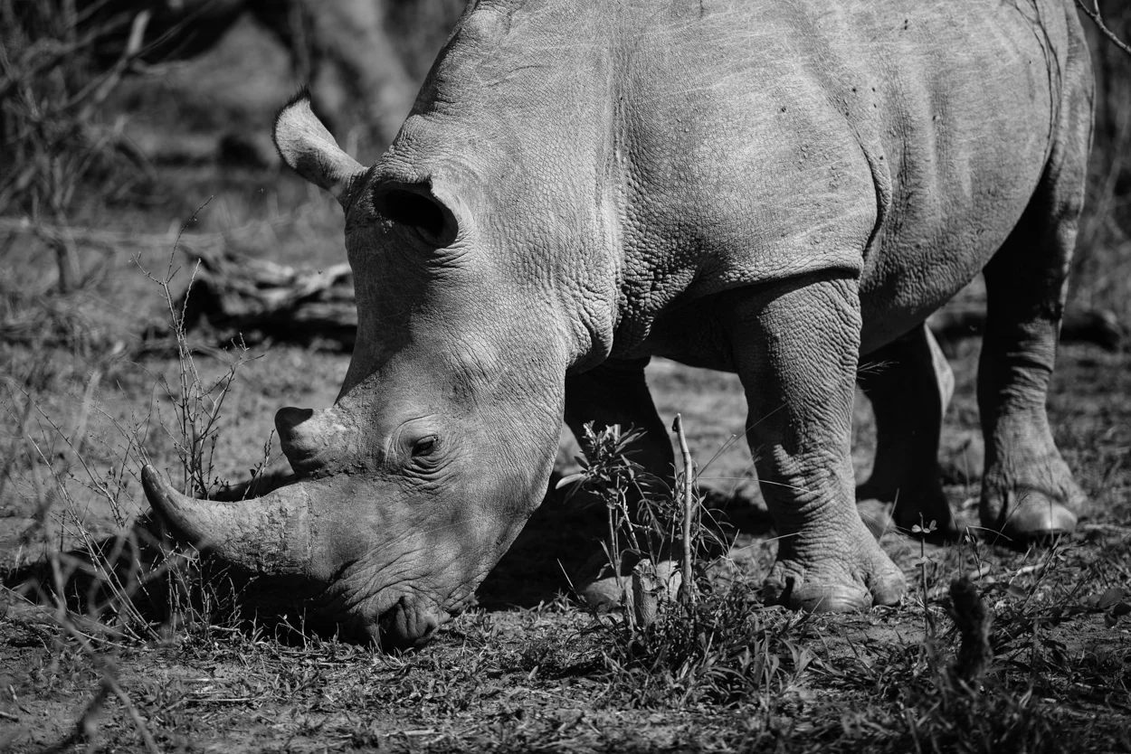 Road Trip & Safari Web-216.jpg