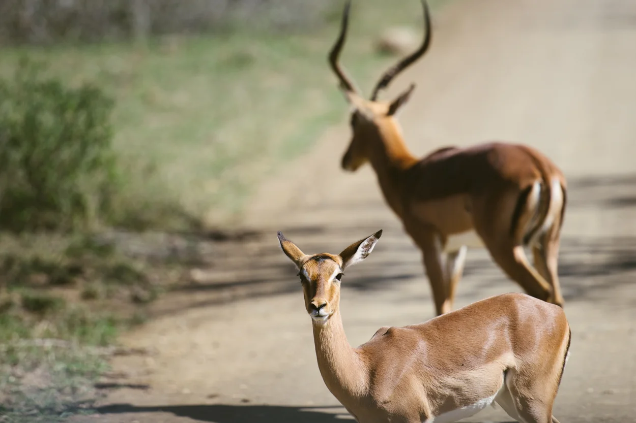 Road Trip & Safari Web-209.jpg