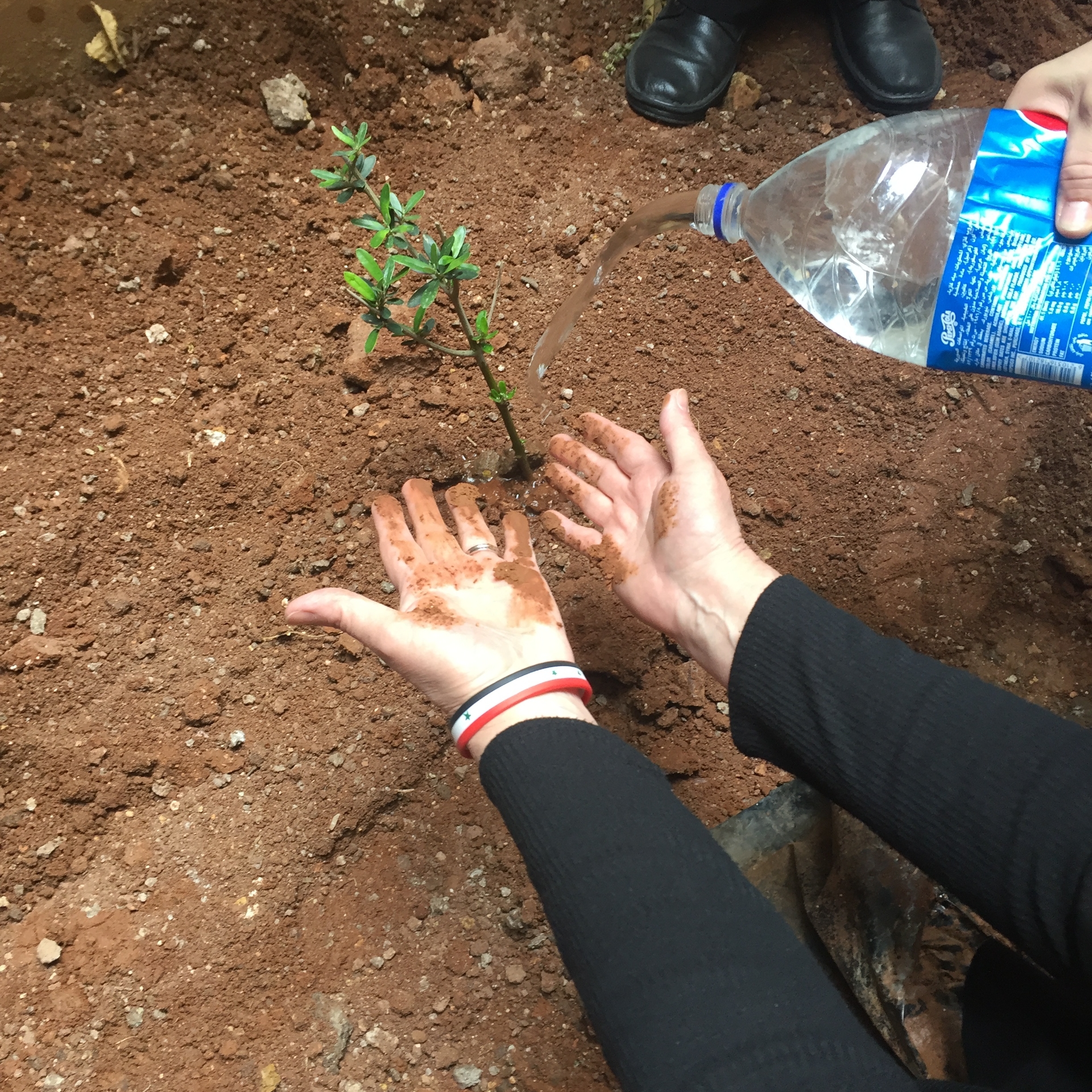 An olive tree newly planted in hope.