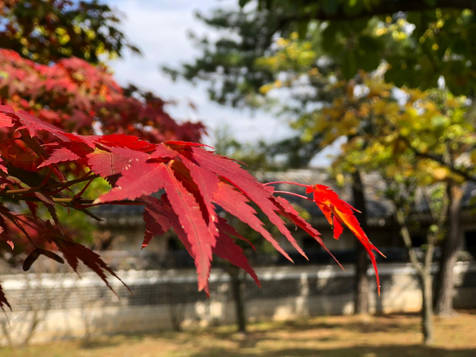  Fall in South Korea 