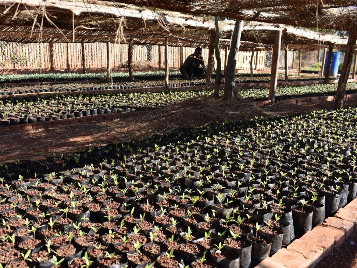 Fast-growing trees produced at the FJKM nursery at Ivato seminary.jpg
