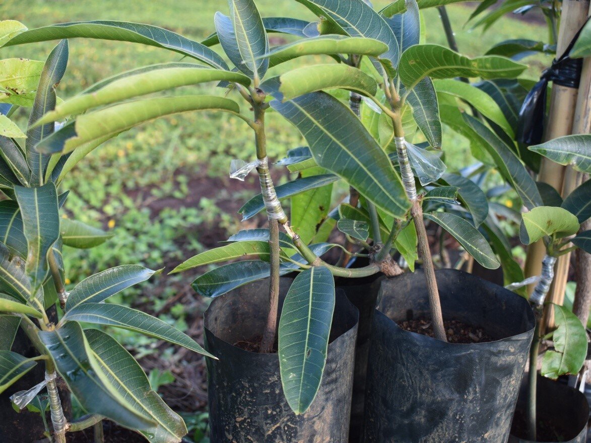 Grafted mangos being produced by approach grafting at the Mahatsinjo Fruit Center.jpg