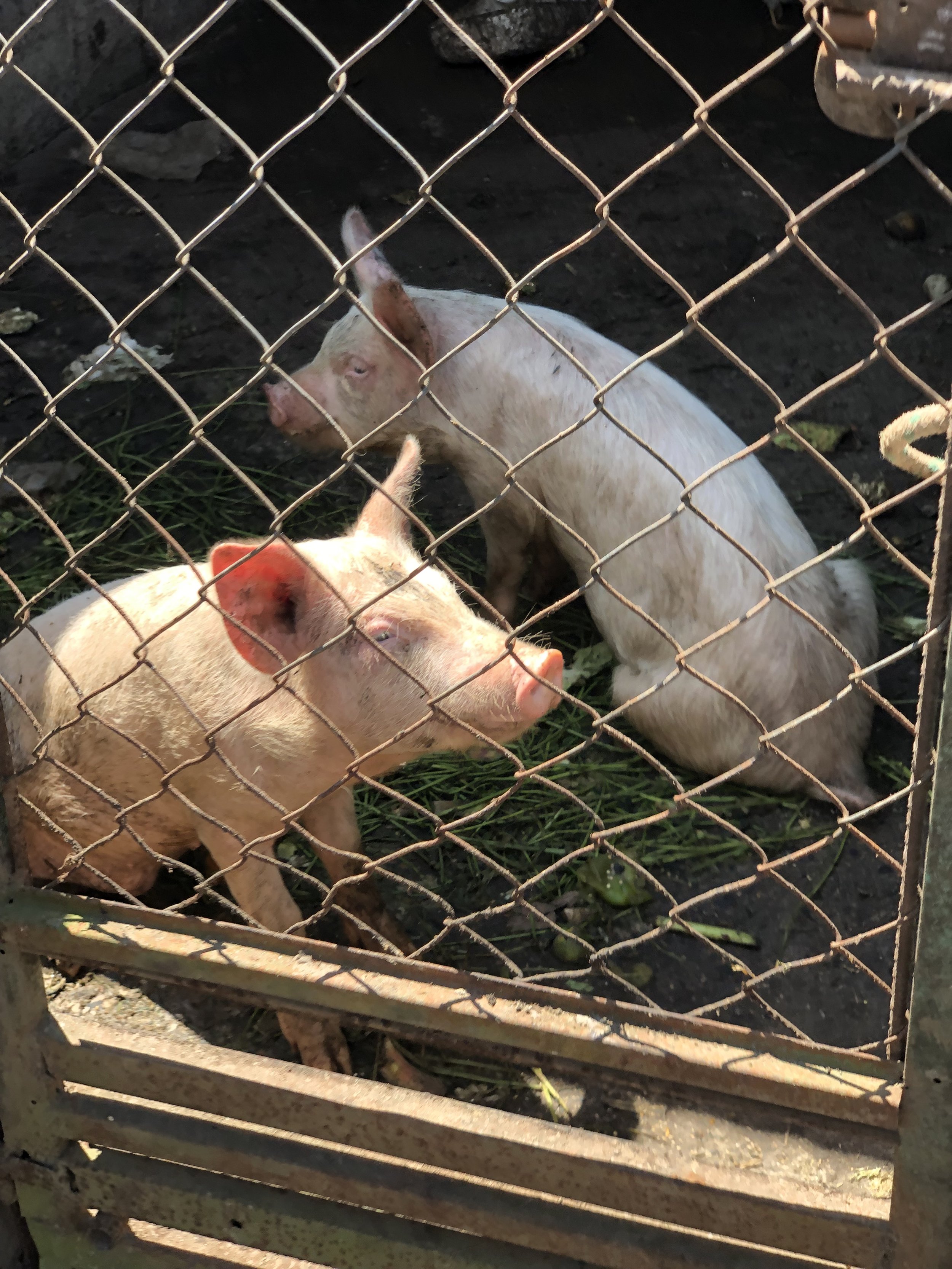 Pigs at Centro Shalom