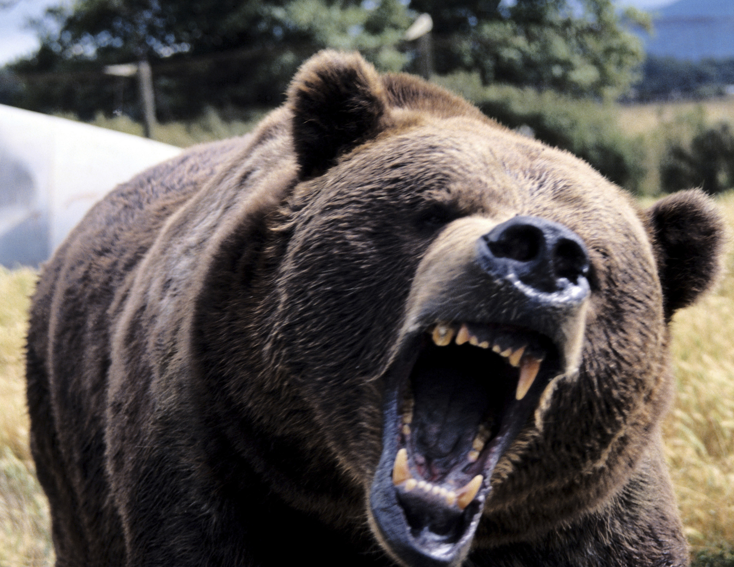 The ROARING is because we feel so unheard . . .