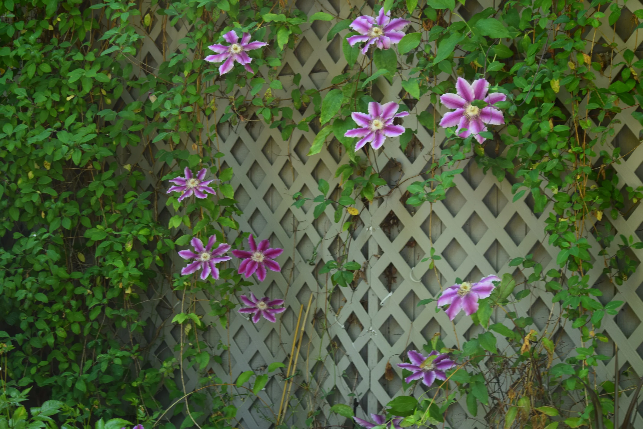 Imagine the lattice is 'order' and the vines and flowers are 'freedom' - we need BOTH!