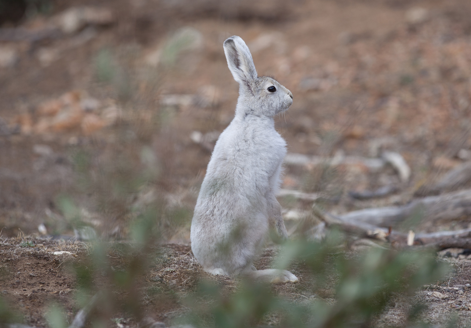 Vestfoldmuseene-hare-17401.jpg