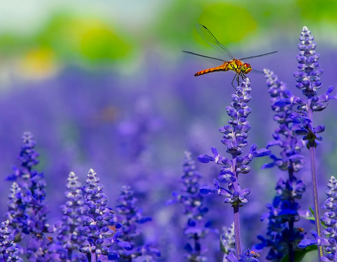 dragonfly.jpg