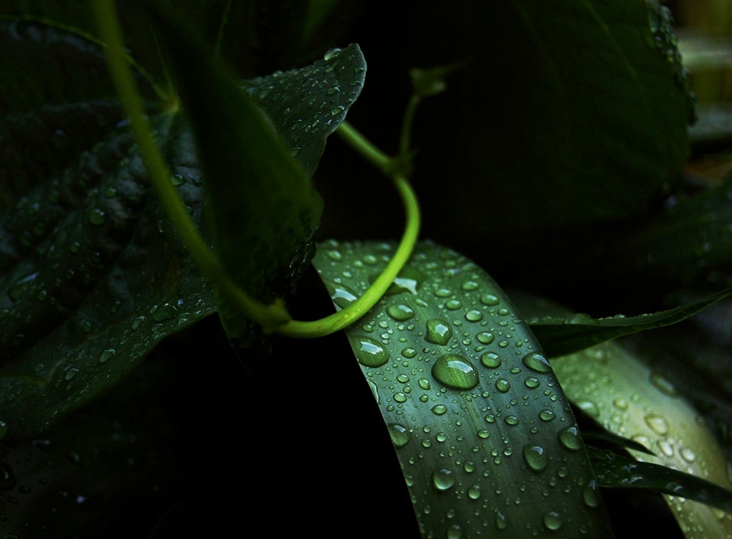 Growth The Curated Soul.jpg