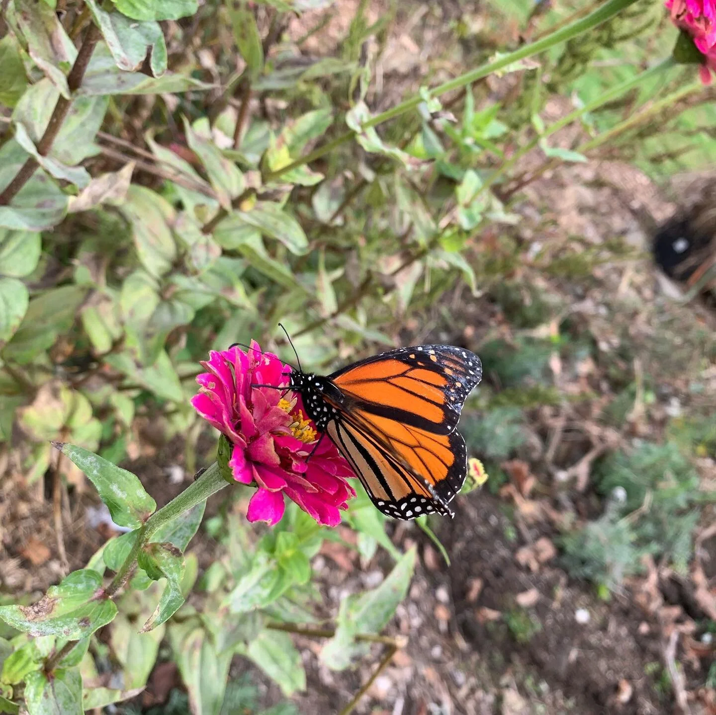 Fall images lingering colors seeds and fruits