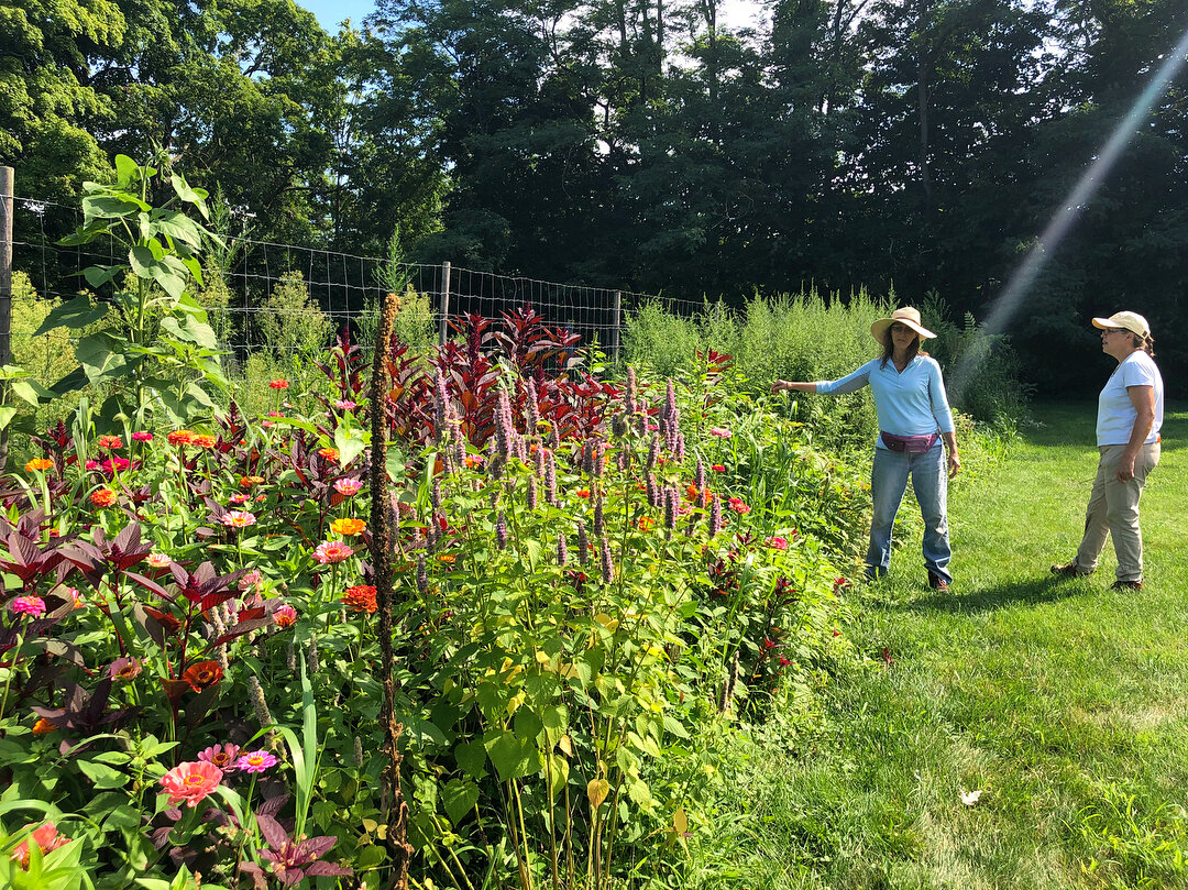 Our flowers are in full bloom at the New King Street garden 🌼💐🌺🌻
#garden #nonprofit #flowers #ournewwaygarden